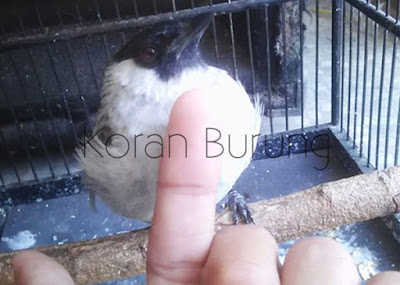 Pengalaman Menjinakkan Kutilang yang Masih Giras Burung Kutilang termasuk burung yang layak dijadikan klangenan dirumah Pengalaman Menjinakkan Kutilang yang Masih Giras