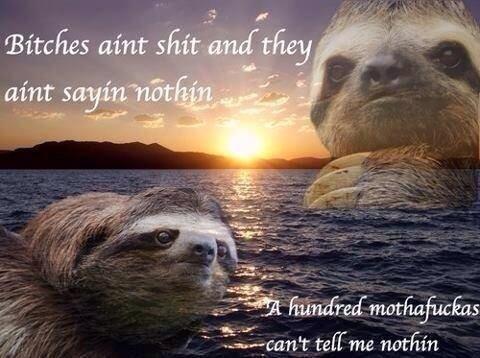 Sloth Wallpapers Sloth Wallpapers