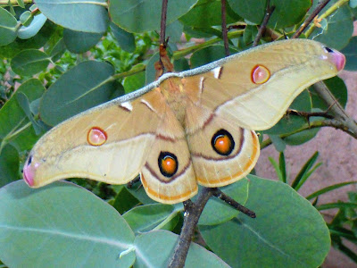 Opodiphthera eucalypti male Opodiphthera eucalypti male