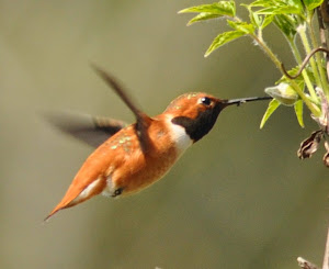 Feeding time