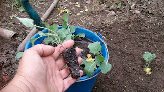 plantando brocoli