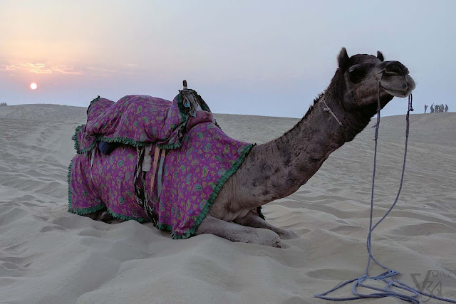 Sand dunes of Thar desert, Kanoi Sand dunes of Thar desert, Kanoi