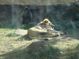 gradina zoologica roma