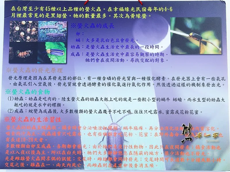 苗栗南庄住宿|幸福綠光民宿