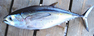 Fusiform, dengan ciri bentuk tubuh ramping, potongan dan bentuk badan elips, bentuk ekor sempit, sering disebut dengan bentuk torpedo. Contohnya ikan tuna.