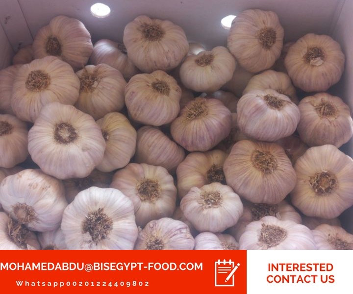 garlic suppliers in usa