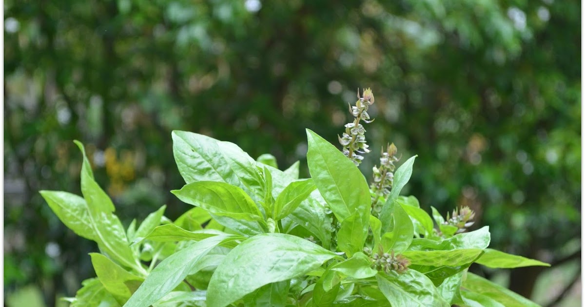 10 Top Benefits Uses Side Effects Of Basil Sweet Basil Plant 10 Top Benefits Uses Side Effects Of Basil Sweet Basil Plant