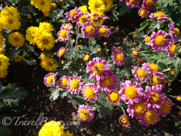 Garden Of Morning Calm 아침고요수목원 Photologue Travel Bytez