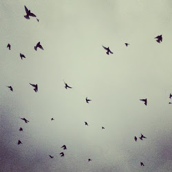 above flying birds lots head instagram posted
