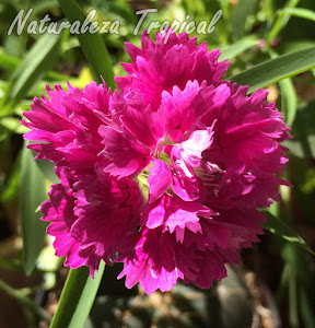 Breve descripción de la Clavelina o Clavel Chino, Dianthus chinensis