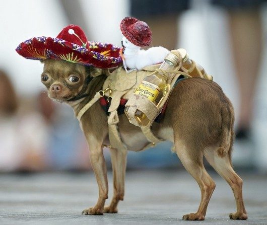 funny chihuahua dogs new photos funny and cute animals chihuahua christmas clothes