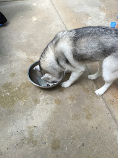husky drinking water