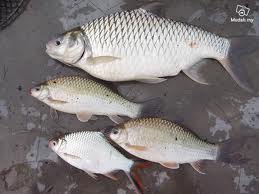 Adiza saidi: Ikan air tawar