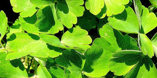 15+ Free Leaf Green Brown Textures Download
