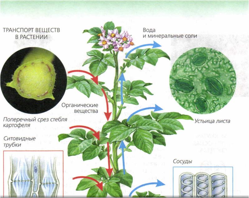 Движение воды в листьях. Движение питательных веществ по растению. Передвижение веществ у растений. Транспорт веществ у растений. Передвижение органических веществ в растении.