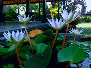 White Tiny Lotus Flower Blooming In The Small Lotus Pond At Dalem Temple Ringdikit, North Bali, Indonesia