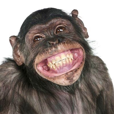 8650613-close-up-of-mixed-breed-monkey-between-chimpanzee-and-bonobo-smiling-8-years-old.jpg