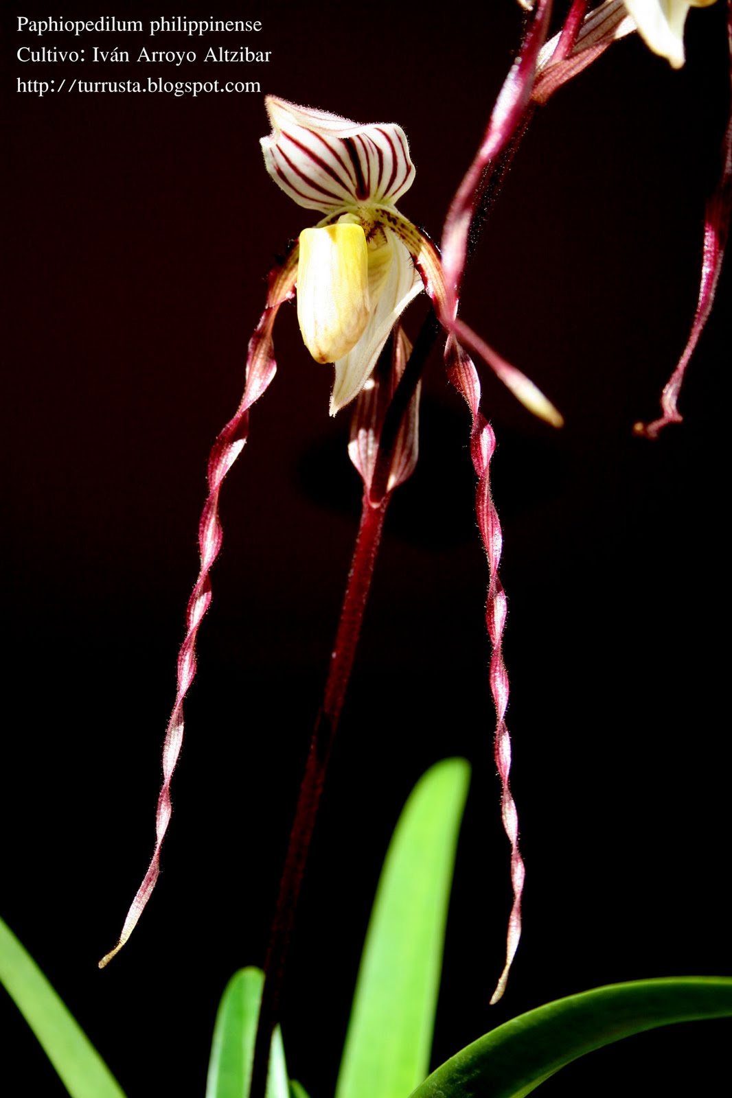 Las orquídeas de Iván Arroyo (Turrusta): Paphiopedilum [Paph.] philippinense