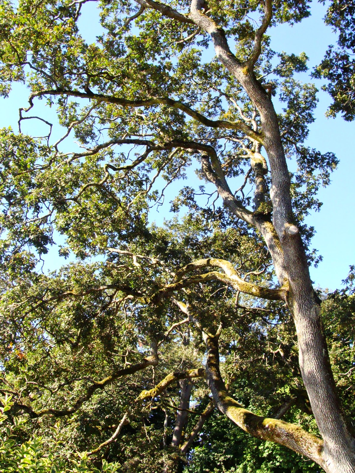 BC Oceanfront Southern Vancouver Island Trees