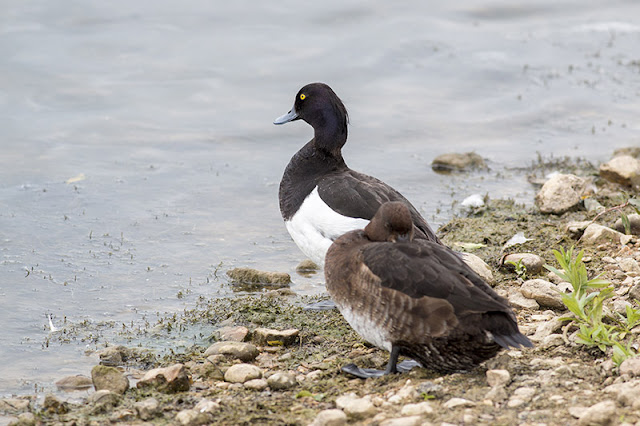 Tufted Duck Pair Tufted Duck Pair