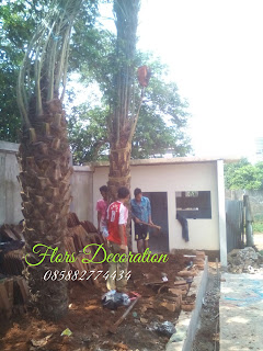 kami menjual pohon palm kurma dengan harga yang terjangkau, pohonpalm korma yang kami jual memiliki kualitas yang bagus namun dengan harga yang terjangkau