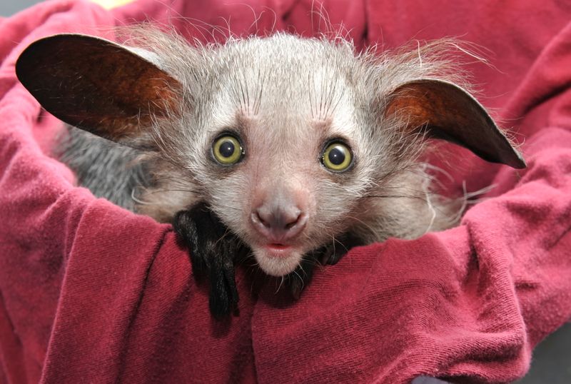 Baby Animals: Baby Aye-aye 1