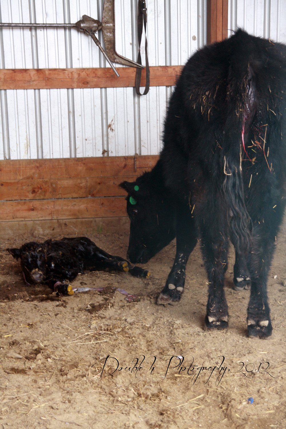 Double H Photography Pulling a Calf