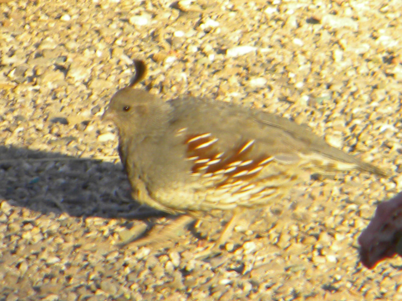 Dave and Lindas Travels Kerrville to Van Horn, Tx. and on to Tucson Az.
