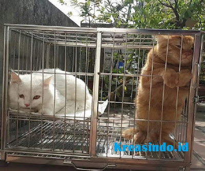 Harga Berbagai Macam Kandang Stainless Harga Berbagai Macam Kandang Stainless