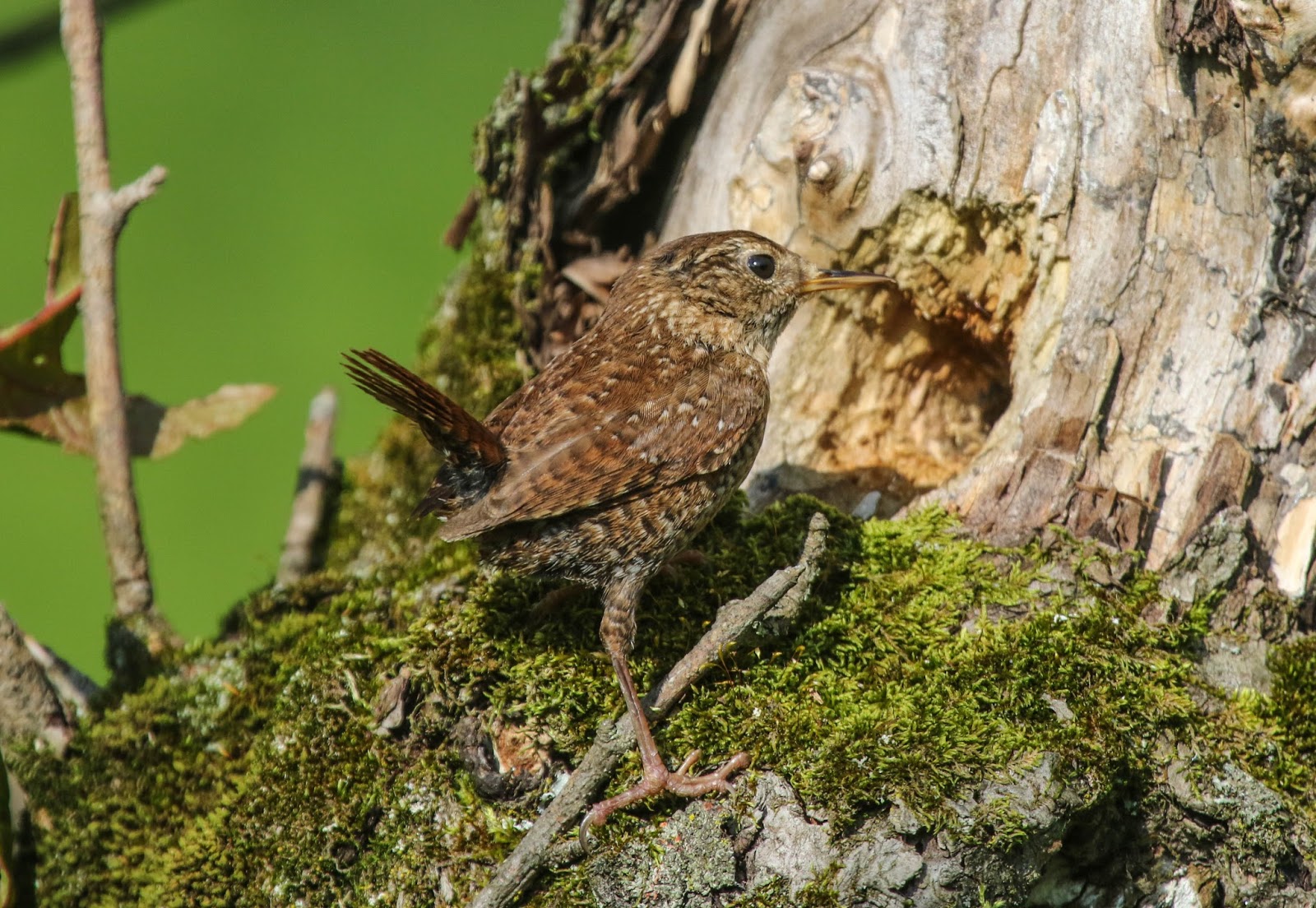 Gale's Photo and Birding Blog Winter Wrens