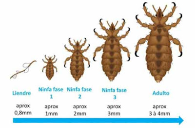 https://www.healthychildren.org/Spanish/health-issues/conditions/from-insects-animals/Paginas/signs-of-lice.aspx