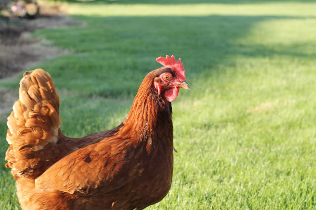 chicken breeding guide