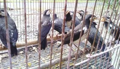 Jalak suren anakan harga burung jalak suren