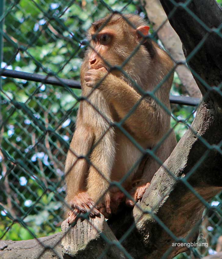 monyet kebun binatang ragunan jakarta