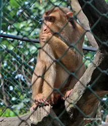 monyet kebun binatang ragunan jakarta