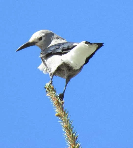 Inner Artist Clark's Nutcracker Drawing