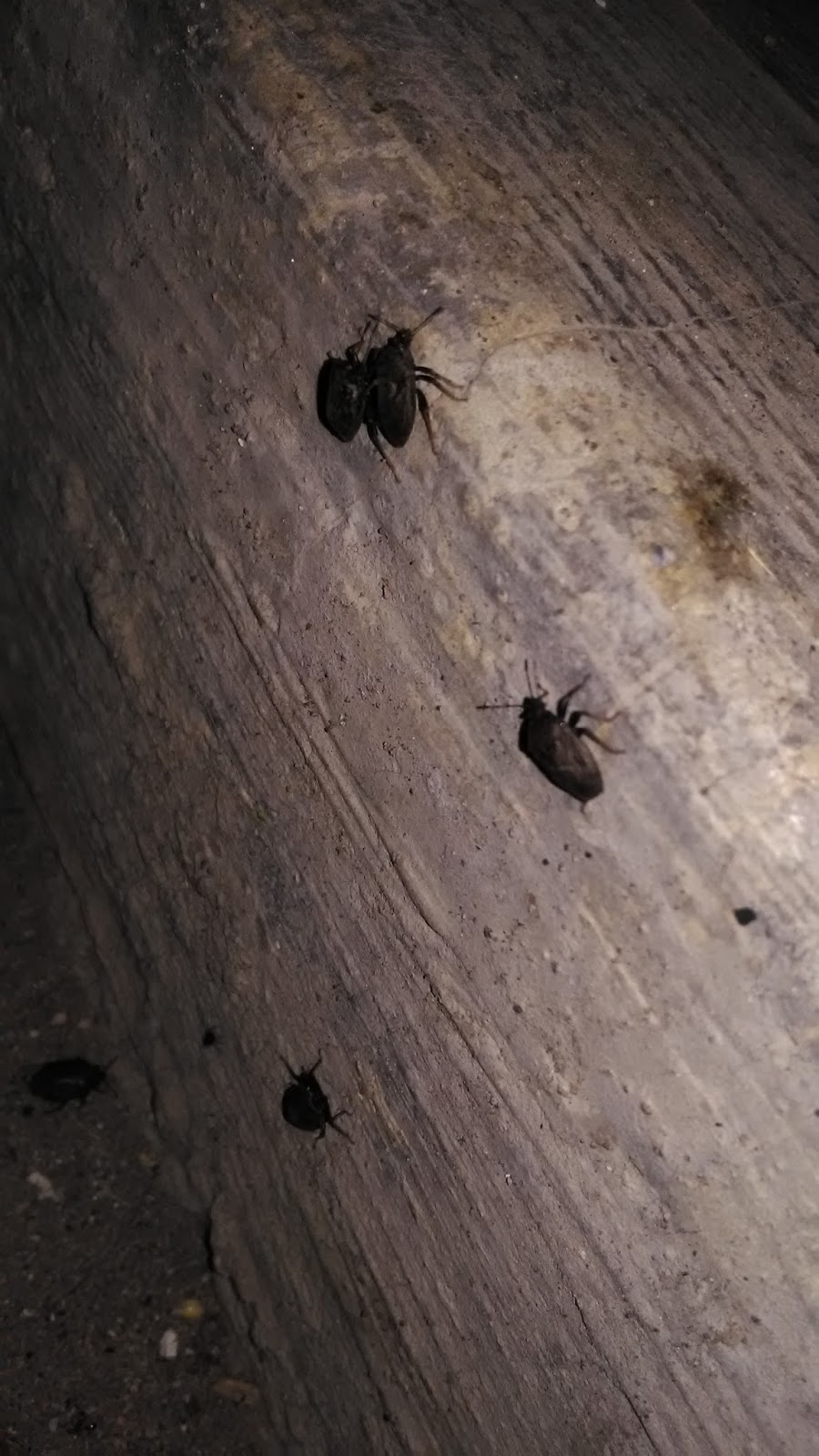 Kang Riyan Berbagi Cara Mengatasi Hama Lembing Atau Kepik