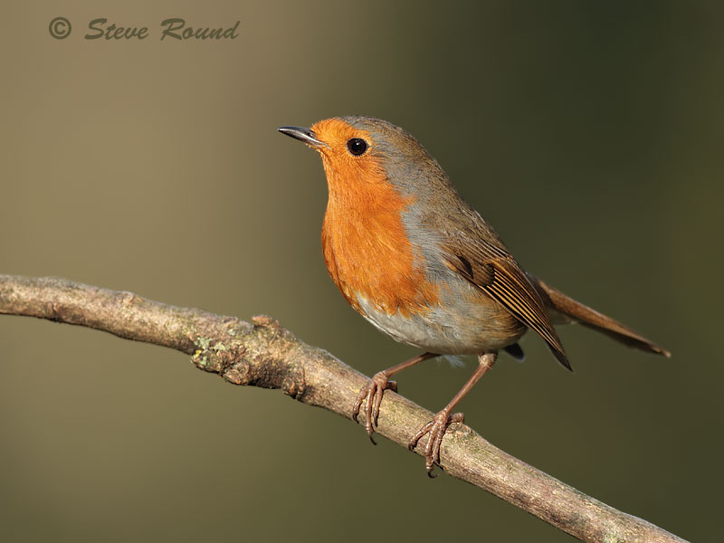 bird, robin, nature, wildlife