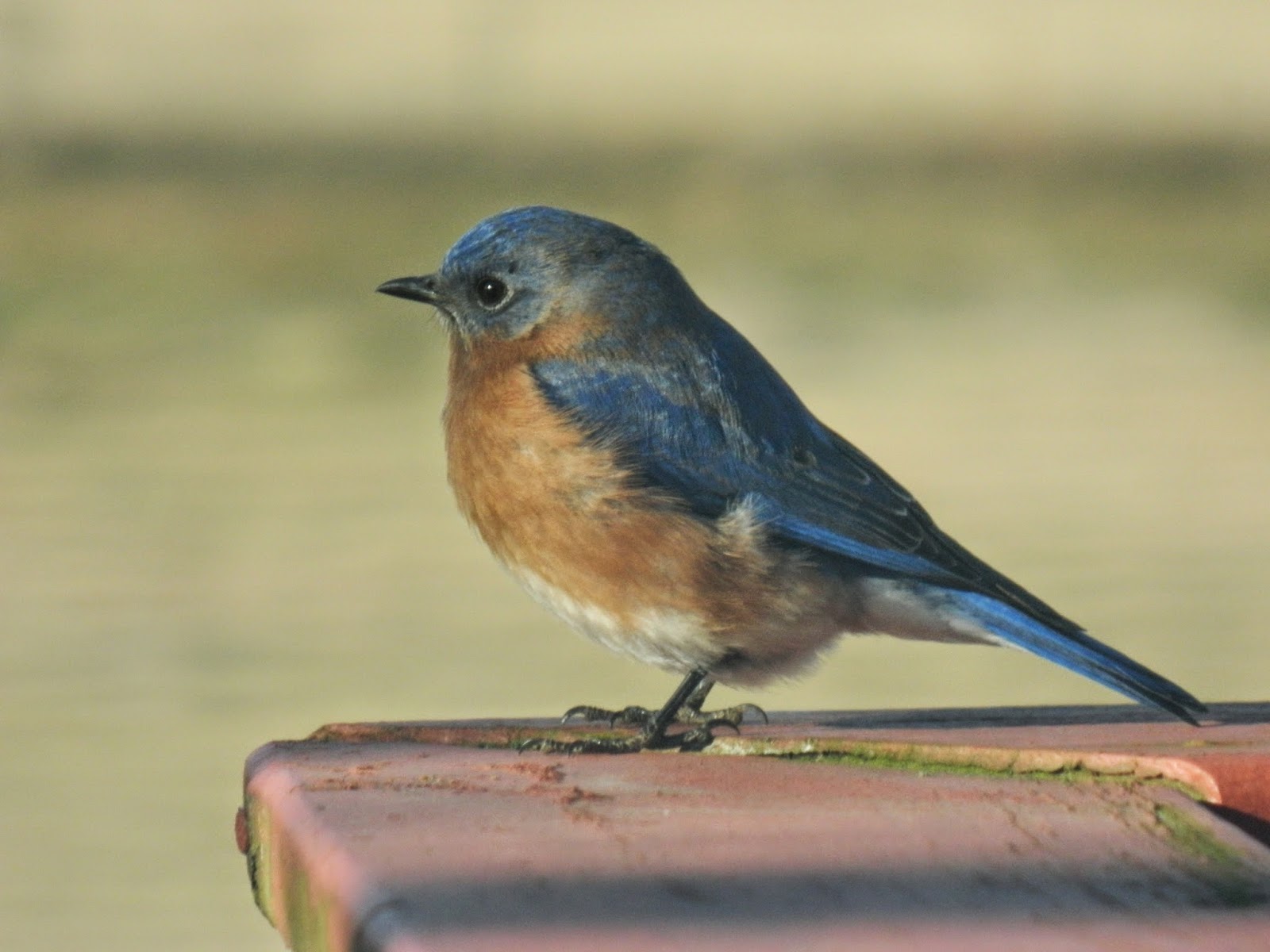 Foothills of the Great Smoky Mountains Birds & Maple Syrup