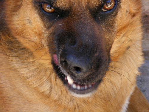 Angry-dog.jpg