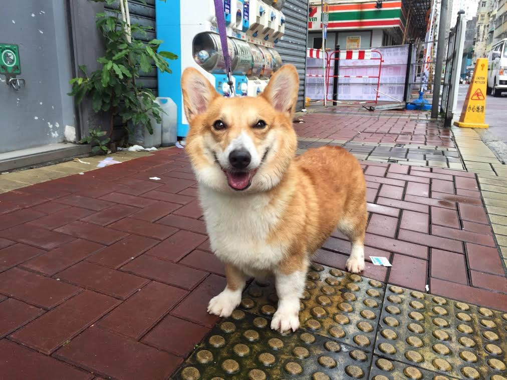 Hong Kong Dog Rescue Ap Lei Chau Homing Centre Hong Kong Dog Rescue Ap Lei Chau Homing Centre