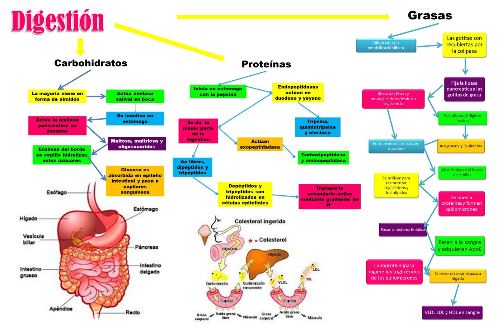 Blog de evidencias de fisiologia Medica