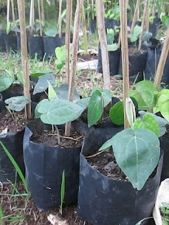 Sirih Hitam Sirih Hitam