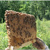 European Scientists Discover Bee Resurgence After Banning These 3 Pesticides Still Used in The US