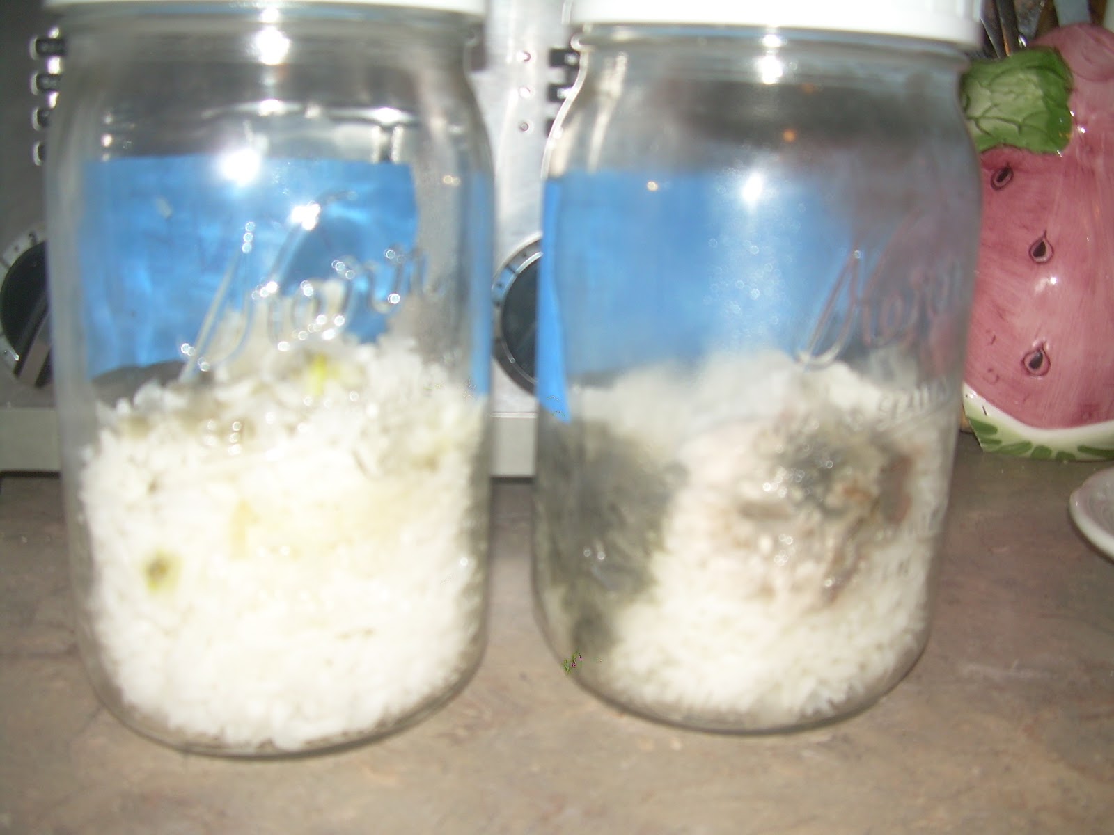 Cranberry Corner Be Nice to Your Rice The Rice Experiment
