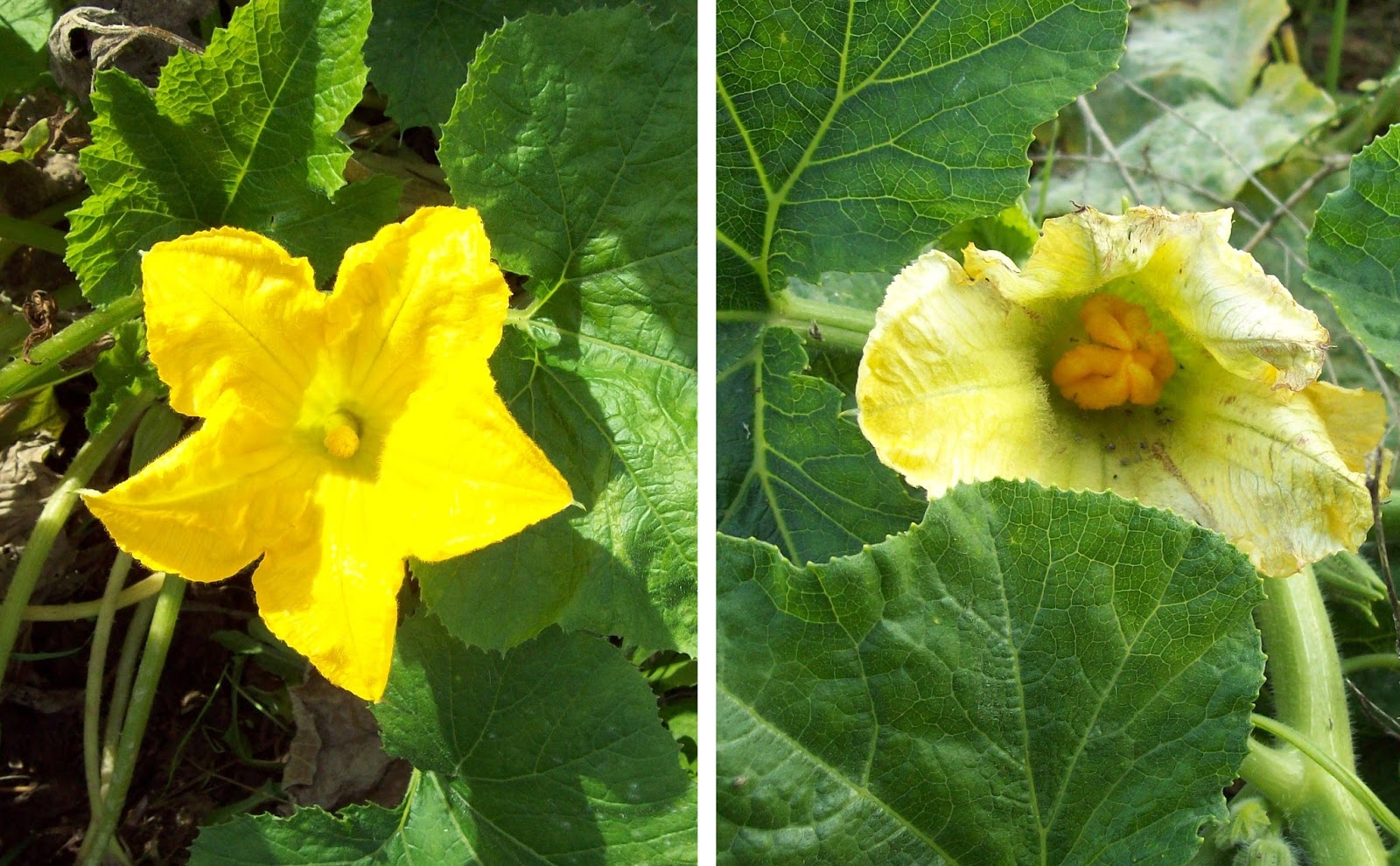 El Huerto de Batán Más cucurbitáceas