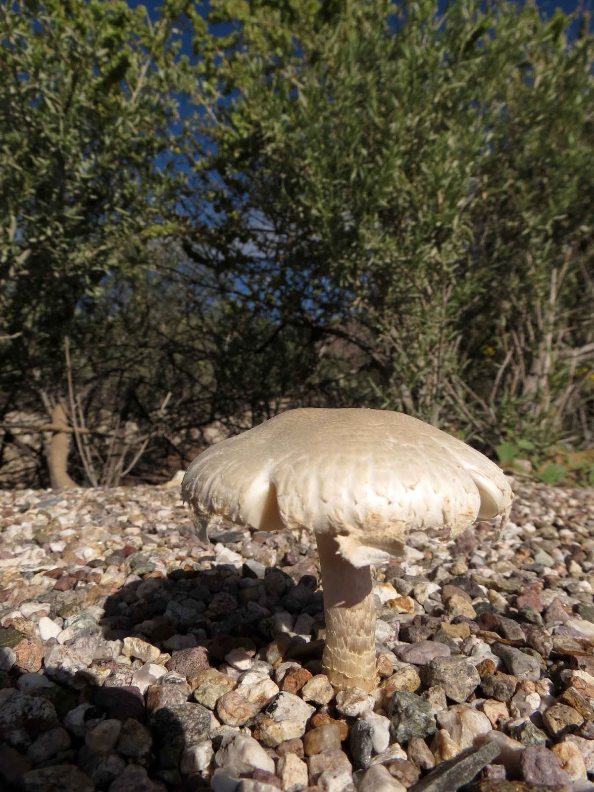 Desert Colors Mushrooms