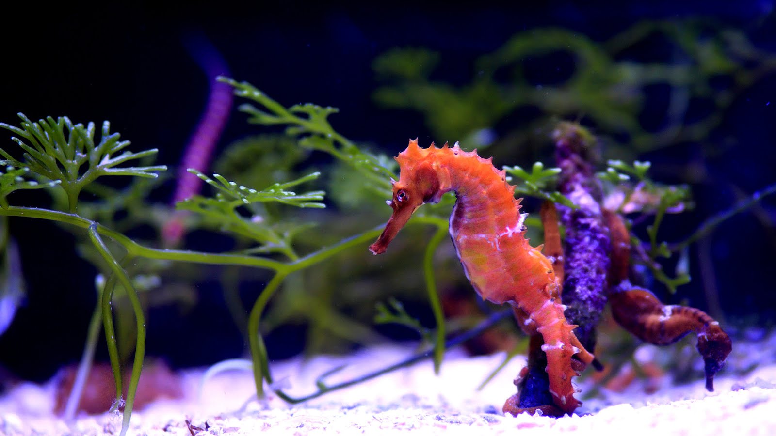 The Seahorse Pet Store Horse Choices