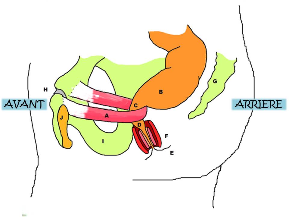 Big cock in senior pussy Contraction du sphincter autour dun plug anal augmente lorgasme