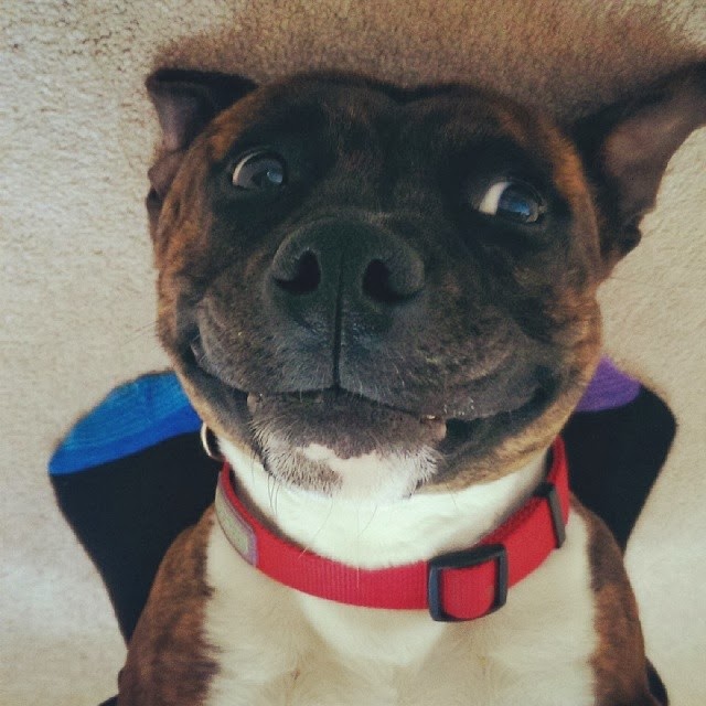 Cute dogs - part 9 (50 pics), upside down smiling dog